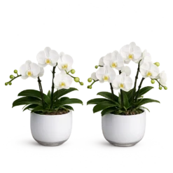 To hvide Phalaenopsis orkidéer i elegante glaskrukker