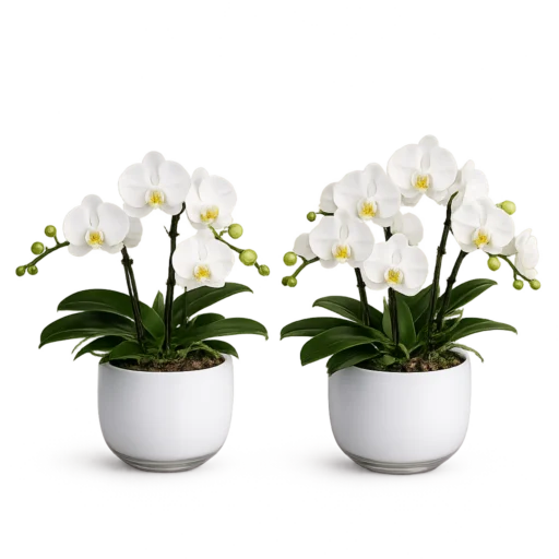 To hvide Phalaenopsis orkidéer i elegante glaskrukker