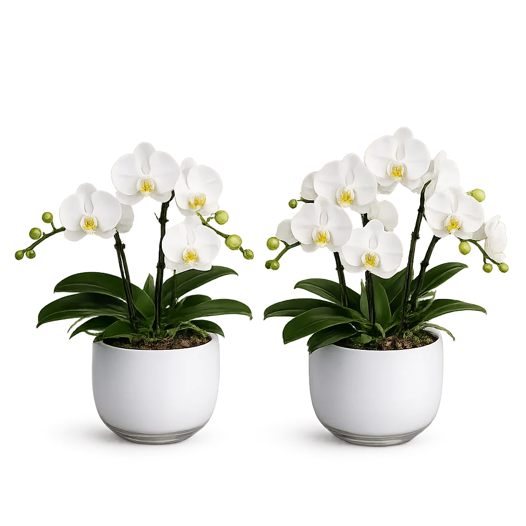 To hvide Phalaenopsis orkidéer i elegante glaskrukker
