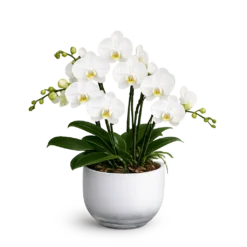 Hvid Phalaenopsis orkidé i elegant orkidéglas