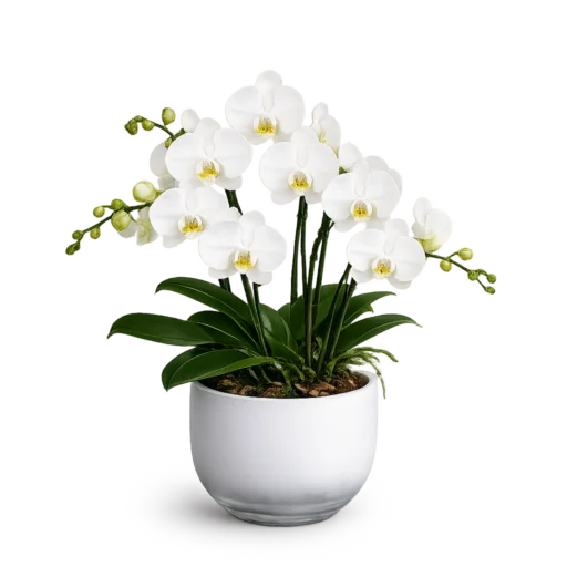 Hvid Phalaenopsis orkidé i elegant orkidéglas