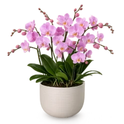 Pink/lilla orkidé sammenplantning i elegant krukke